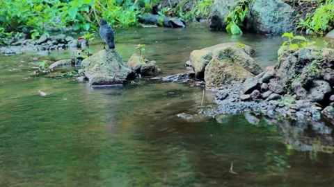 Movement jalak Stock Footage 281402832