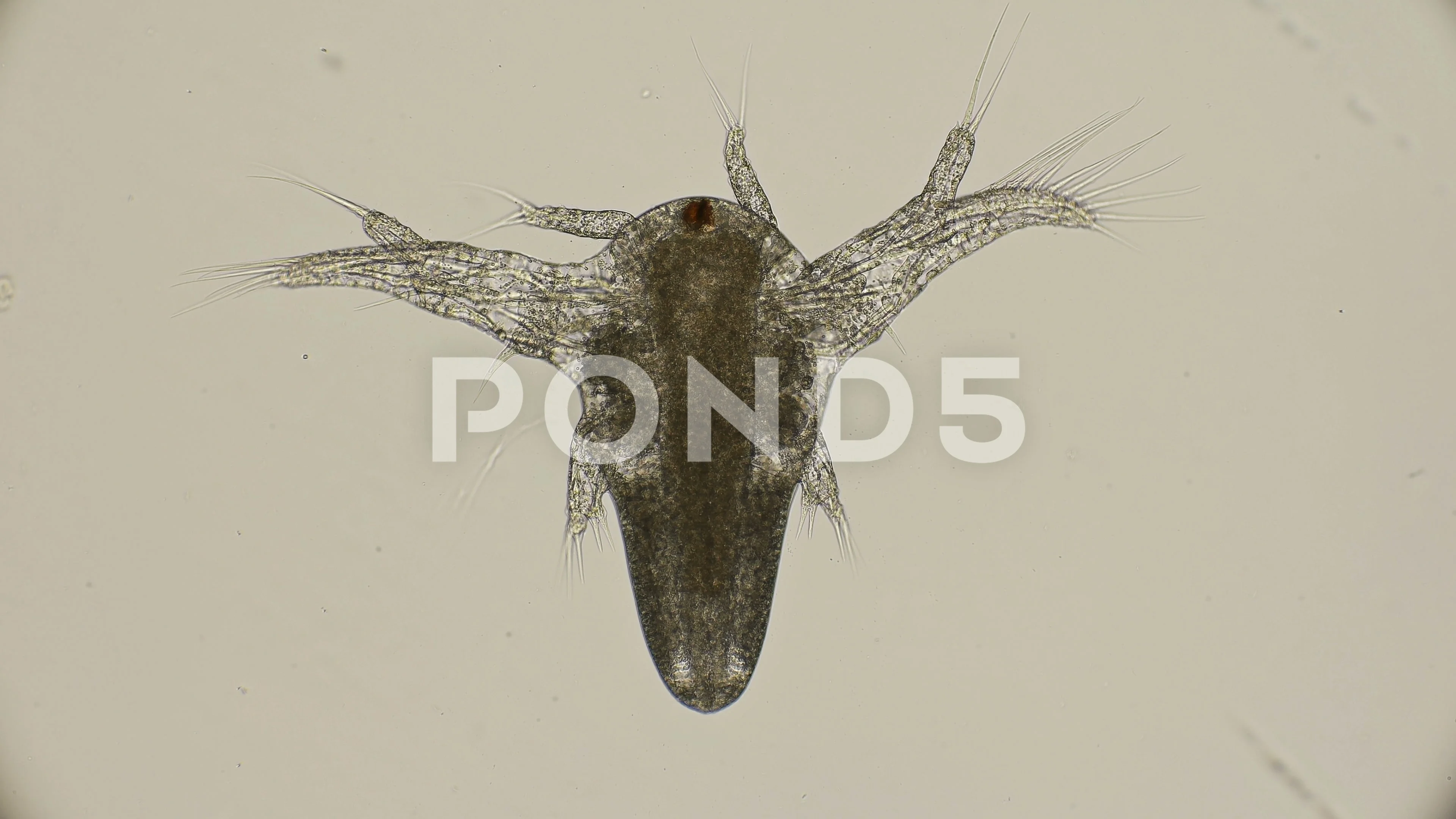 Artemia salina. Artemia salina. Larva