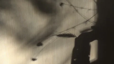 Movement of leaf shadows on the wall, ears of wheat, abstract black/white video. Stock Footage 339629044