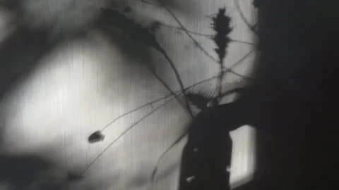 Movement of leaf shadows on the wall, ears of wheat, abstract black-white video. 스톡 동영상 339629059