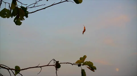 The movement of a leaf on the strands of the web Stock Footage 55252398