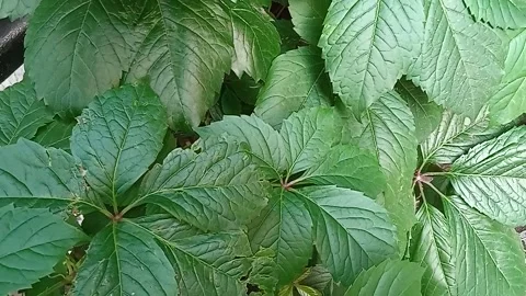 The movement of leaves Stock Footage 157472298