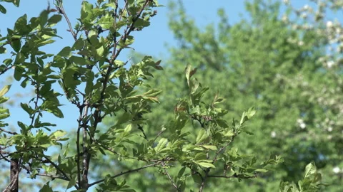 The movement of leaves in a strong wind 4K Stock Footage 89639596