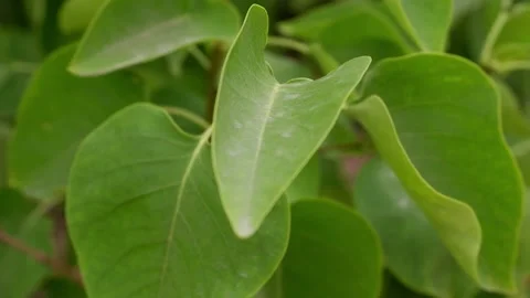 The movement of the leaves of the tree branch. Stock Footage 156341798