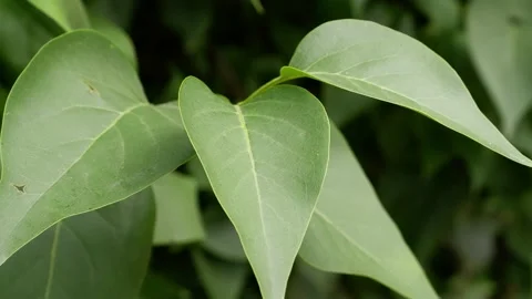 The movement of the leaves of the tree branch. Stock Footage 156547123