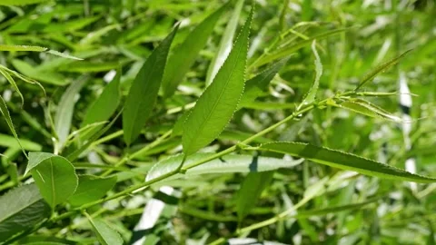 The movement of the leaves of a tree branch in the sun. 4k Stock Footage 155860468