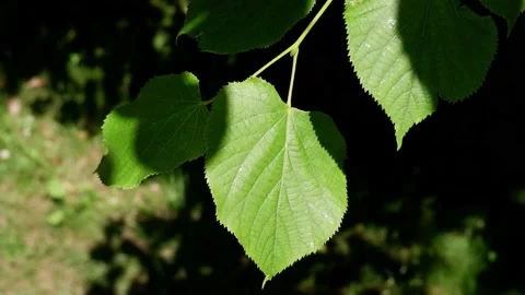 The movement of the leaves of a tree branch in the sun. Stock Footage 156704361