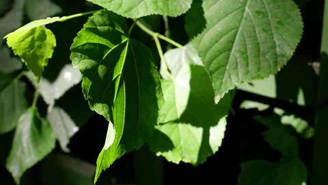 The movement of the leaves of the twig of a tree in the sun. Stock Footage 155682142