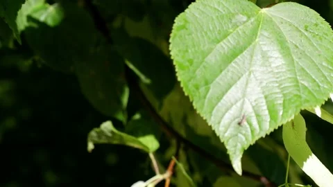 The movement of the leaves of the twig of a tree in the sun. Stock Footage 155860472