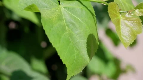 The movement of the leaves of the twig of a tree in the sun. Stock Footage 156079727