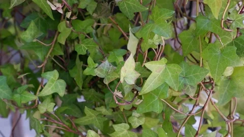 The movement of leaves from the wind. Stock Footage 155331841