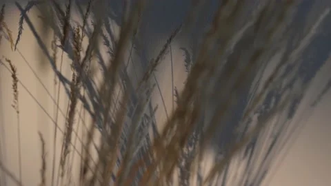 Movement of light and shadows from the home decor with wheat on the white wall. Stock Footage 231994677