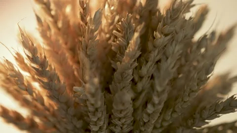 Movement of lighting along the ears of wheat Stock Footage 258232002