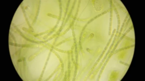 Movement of live algae under a microscope Stock Footage 93953320