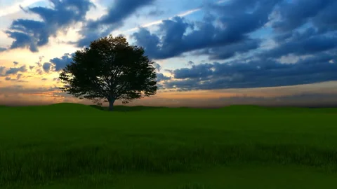 Movement to a lone tree among young green grass Video stock 194834720