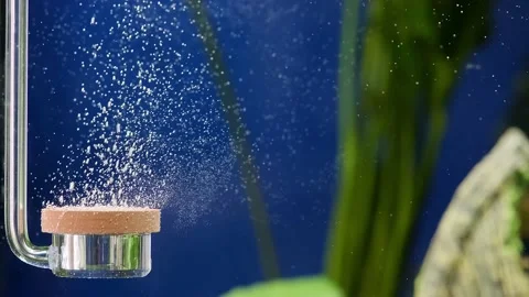 Movement of Many bubbles under water, freshwater aquarium. Oxygen diffuser un Stock Footage 163221663