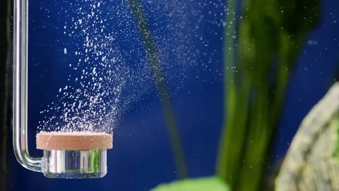 Movement of Many bubbles under water, freshwater aquarium. Oxygen diffuser un Stock Footage 201359662