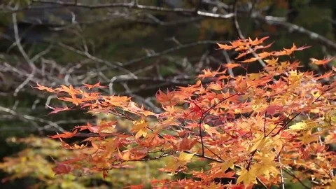 Movement maple leaf red autumn sun light tree Stock Footage 69125624