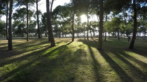 Movement to meet the bright sun in the park among the trees 스톡 동영상 47967583