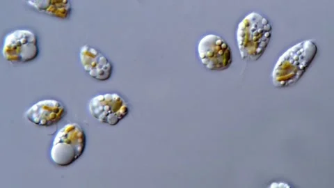 Movement of Microalgae under DIC microscope, 1000x magnification 動画素材 310304792