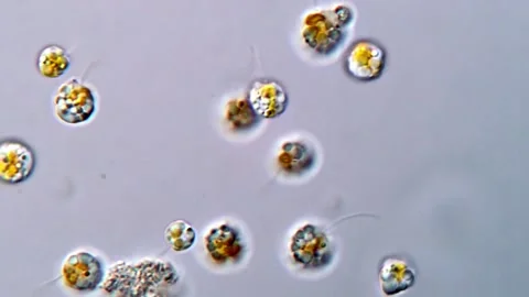 Movement of Microalgae under DIC microscopy view 库存影片 317016159