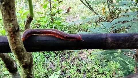 Movement a millipede crawls slowly Stock Footage 307464844