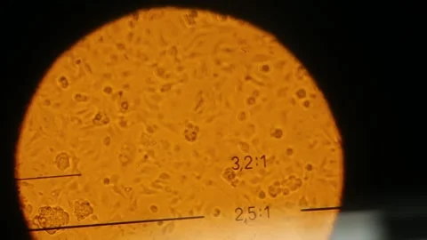 Movement of molecules under a microscope 1 Stock Footage 317083176