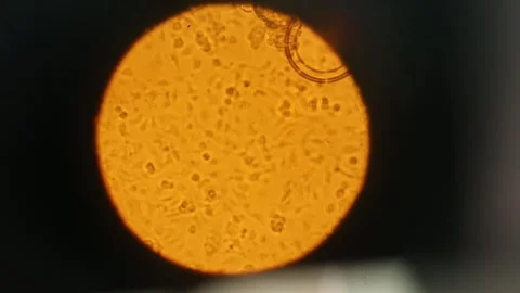 Movement of molecules under a microscope 2 Stock Footage 317083127