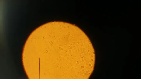 Movement of molecules under a microscope 3 Stock Footage 317083153