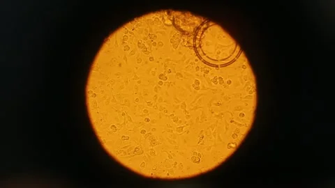 Movement of molecules under a microscope 4 库存影片 317083152