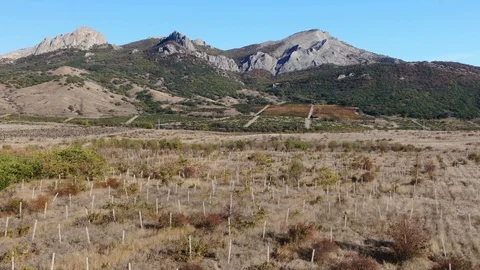 Movement to a mountain range at the foot of which vineyards are located Stock Footage 119988697