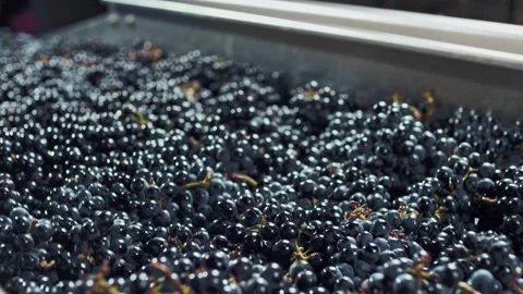 Movement of multiple black grape fruits on conveyor belt at wine factory Stock Footage 268750586