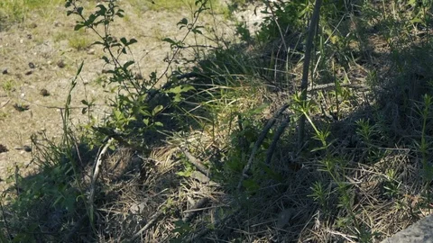 Movement in nature floor gras Stock Footage 112777556