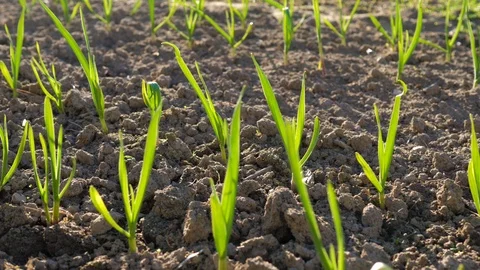 Movement Near Rows Of Young Green Sprouts In The Greenhouse At Sunny Day Stock Footage 89804446