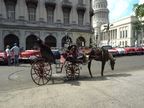 Movement near wagon pulled by a horse on the central street of Havana Stock Footage 71215064