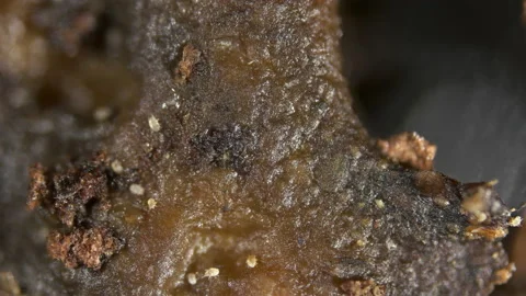 Movement of the Nematoda worm and soil mites under a microscope. Stock Footage 153536735