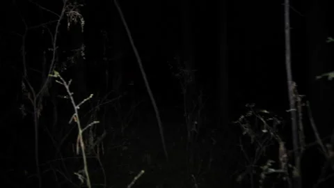 Movement at night through the forest through bush branches Video stock 166663522