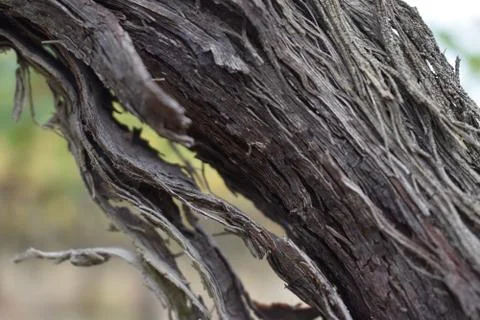 The movement of the old aged olive tree in Tuscany Italy Stock Photos