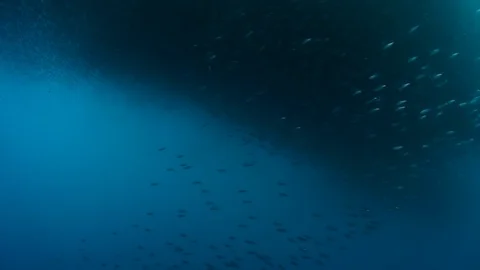 Movement of one school of fish forms shape underwater. Stockbeeldmateriaal 121060943