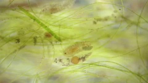 The movement of organisms among algae under a microscope. Copepoda, Ciliophora Stock Footage 168657954