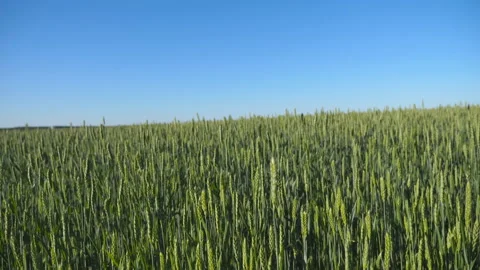 Movement over the green wheat stalks growing on the field under blue sky Vídeo Stock 104046875
