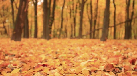 Movement over leaves. Autumn. Stabilized clip Video stock 31822927