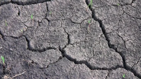 Movement over the spring cracked earth with fresh germs Stock Footage 705120