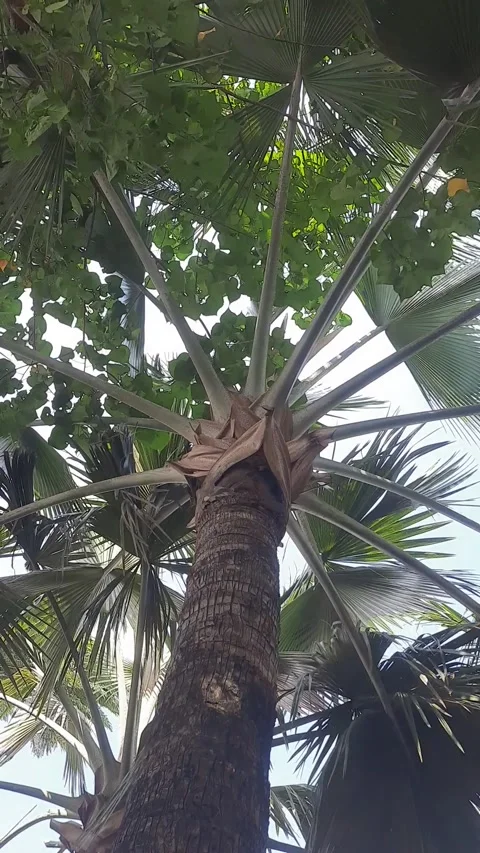 The movement of palm trees Stock Footage 279125587