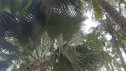 The movement of palm trees Stock Footage 279125601