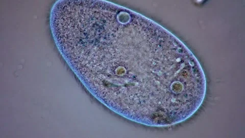 Movement of Paramecium under microscopy Vídeos de archivo 318249503