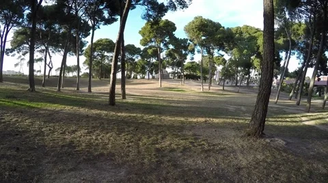 Movement in the park on the lawn between the trees on a sunny day Stock Footage 47966720