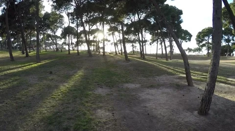 Movement in the park at sunset through the trees to meet the sun 스톡 동영상 47968004
