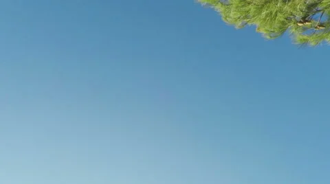 The movement to the pine tree Stock-Footage 58442238