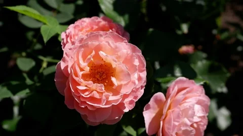The movement of a pink flower on a blurred background. Beautiful flower. Stock Footage 156802792